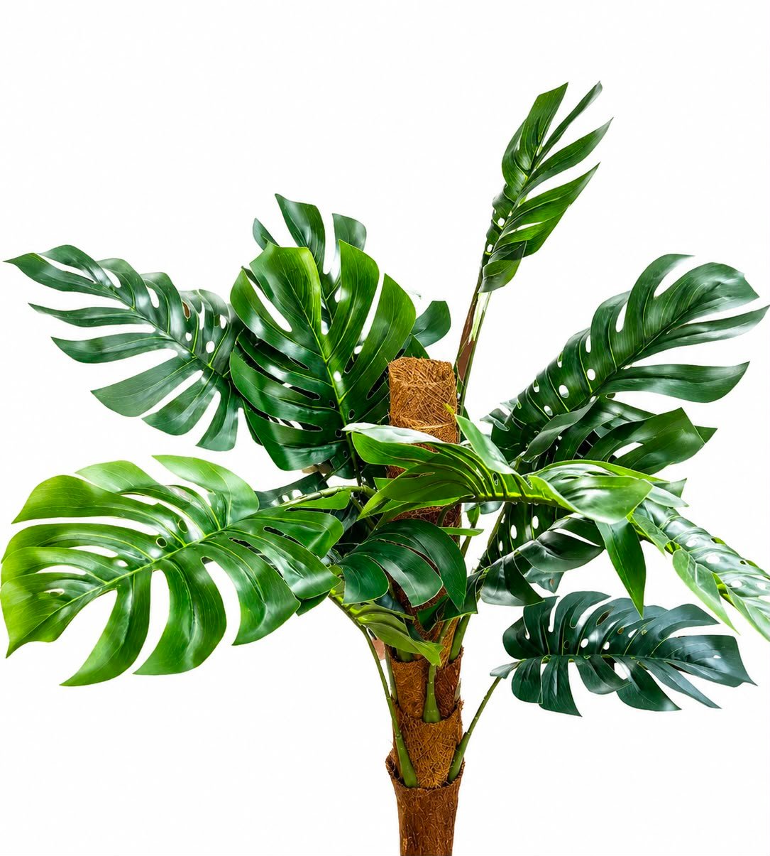 Monstera Deliciosa GSGAPTE001 - Image 2