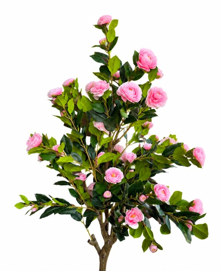 Camellia Tree GSGAPTE003 thumbnail 2
