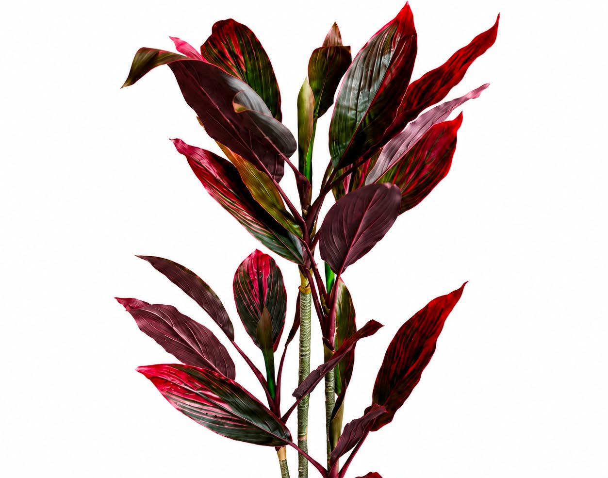 Cordyline Fruticosa Tree GSGAPTE009 - Image 2