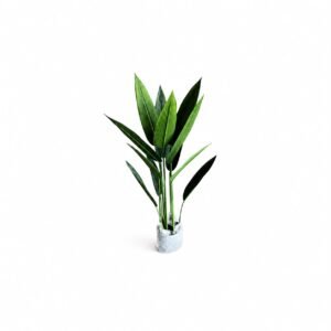 Canna GSGAPTE022