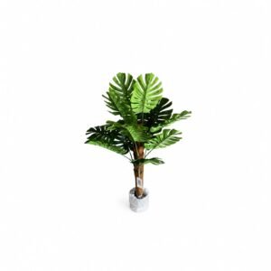 Monstera Deliciosa GSGAPTE001