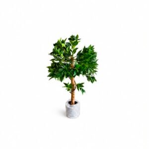 Sweet Bay GSGAPTE007