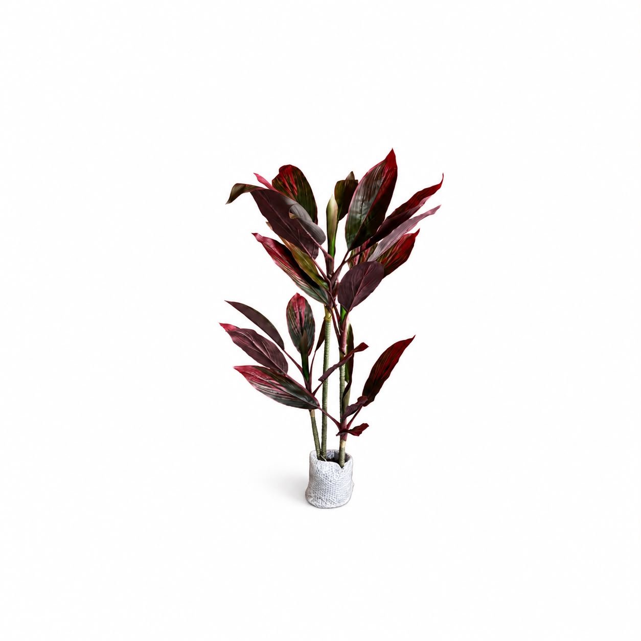 Cordyline Fruticosa Tree GSGAPTE009